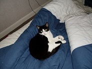 Attached Image