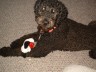 Attached Image