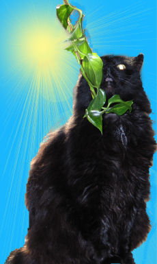 Attached Image