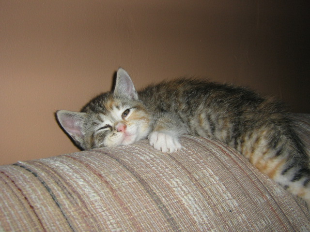 Attached Image