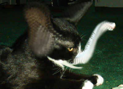 Attached Image