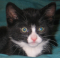 Attached Image