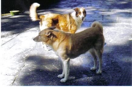 Attached Image