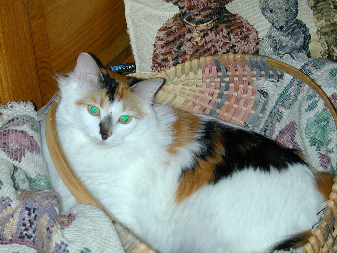 Attached Image
