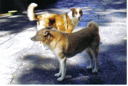 Attached Image