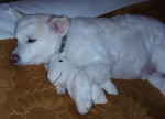 Attached Image