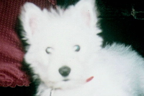 Attached Image