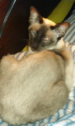 Attached Image
