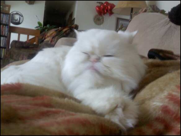 Attached Image