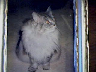 Attached Image