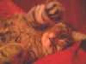 Attached Image