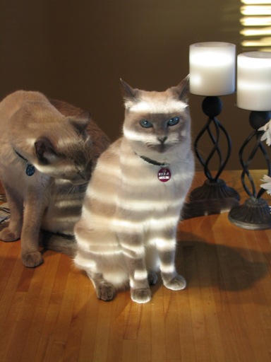 Attached Image