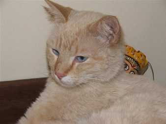 Attached Image