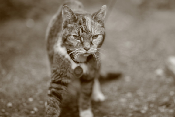 Attached Image